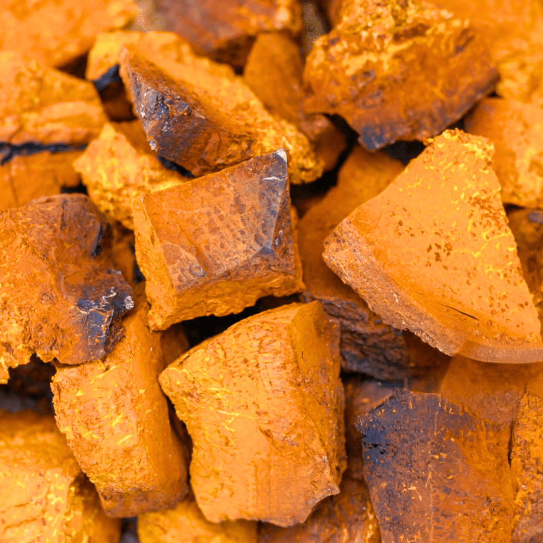 Chaga
