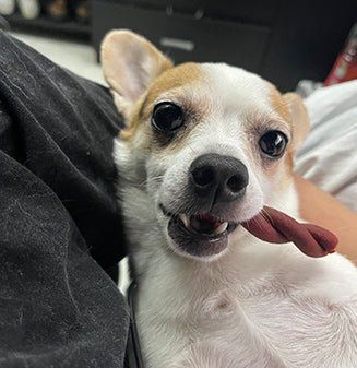 CAN DOGS  EAT CINNAMON?