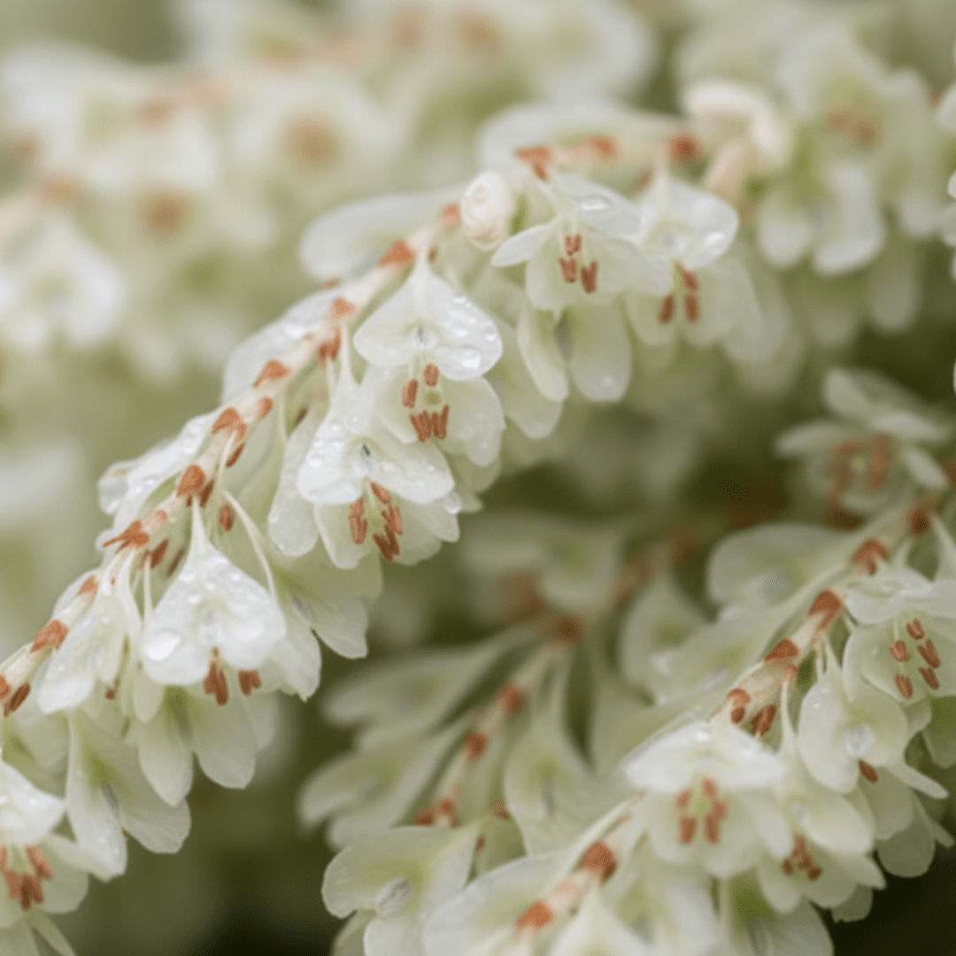 Japanese Knotweed