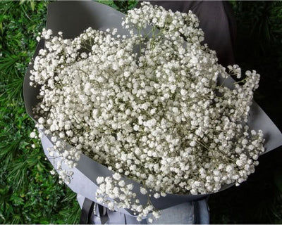 baby’s breath flower bouquet