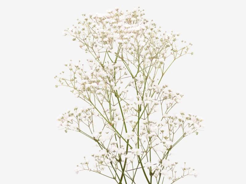 bouquet with babys breath