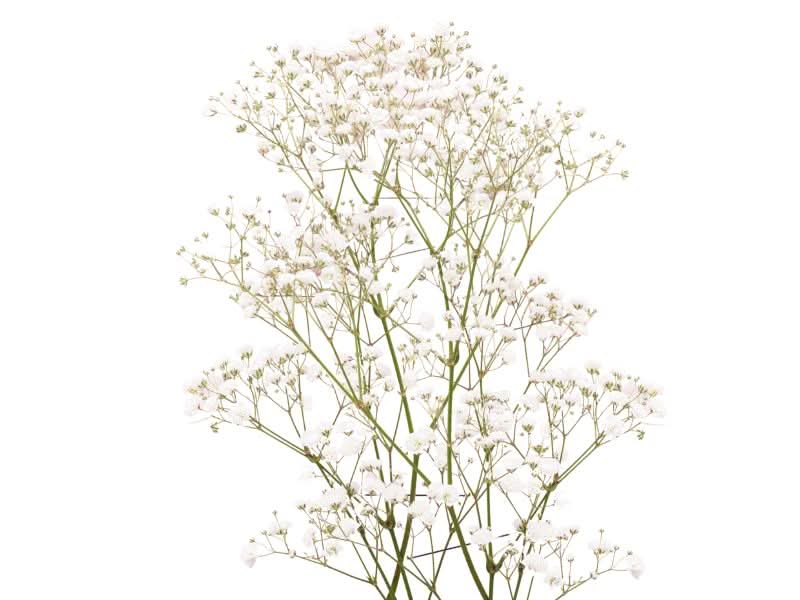 babys breath