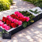 Mixed Coloured Roses
