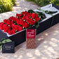 Red Roses & Chocolates