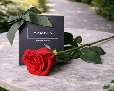 Single Long Stemmed Rose