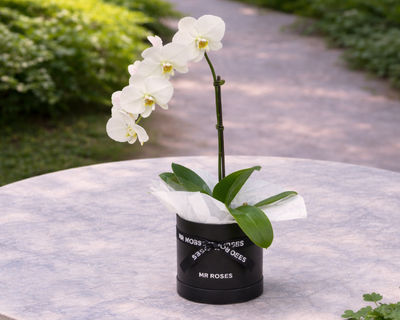 Waterfall Orchid Hat Box