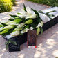 Lilies & Chocolates