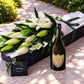 Lilies & Champagne