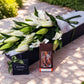 Lilies & Chocolates