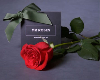 Bulk Individually Wrapped Red Roses (10-300)