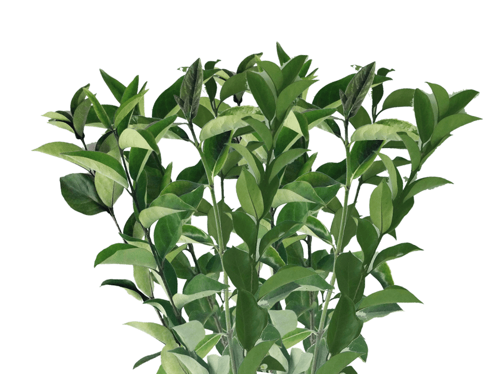 Add Greenery