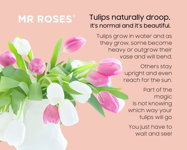 Member-Exclusive Terrific Tulips