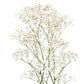 babys breath