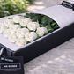 Long Stemmed White Roses