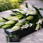 fragrant white oriental lilies 
