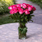 long stemmed pink roses