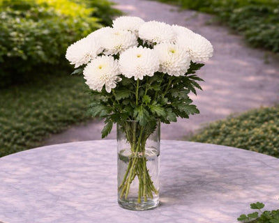 Mother's Day Flowers - Chrysanthemum White Delight (Boxed)