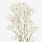 bouquet with babys breath