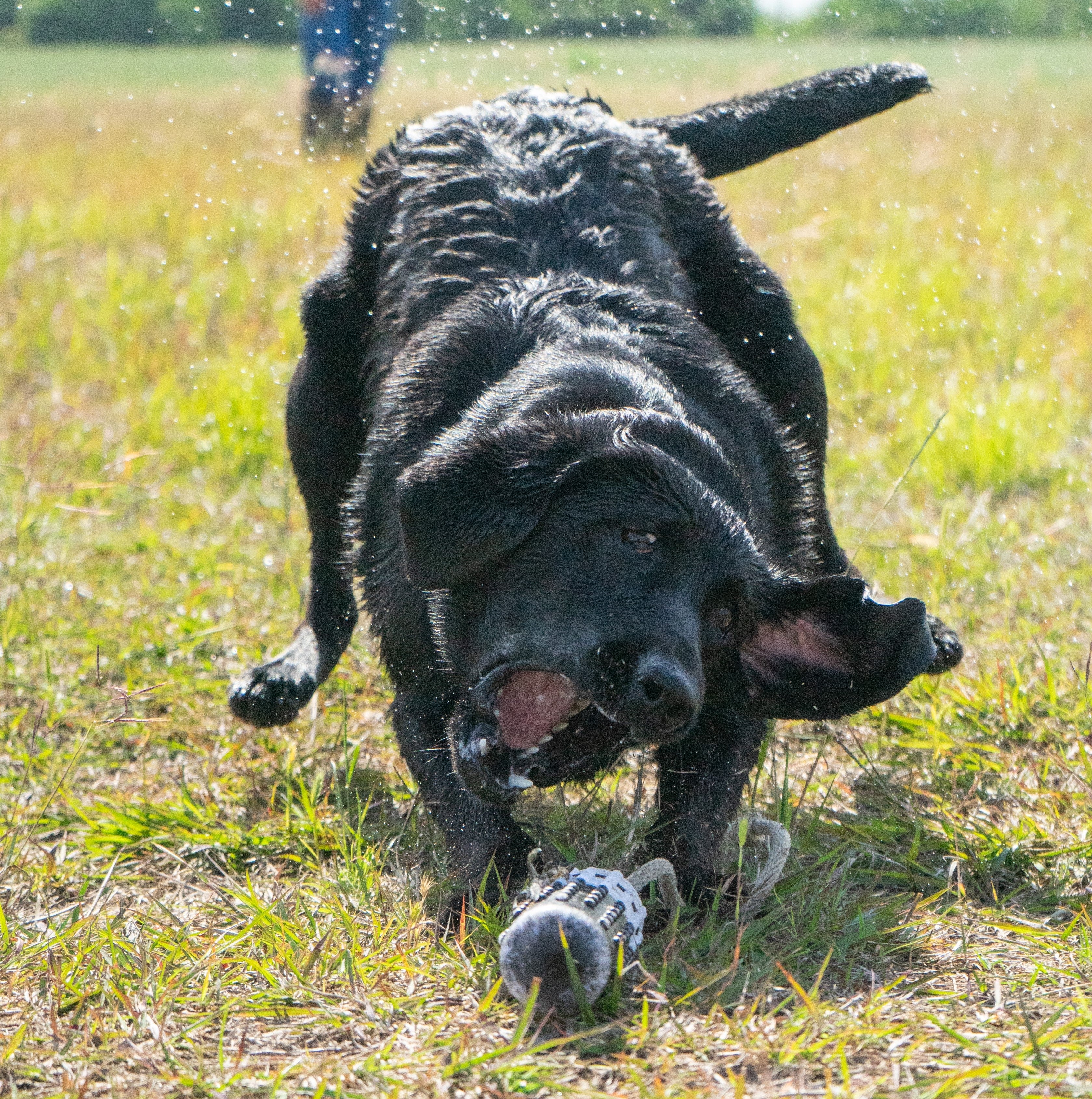 Dog retrieving a bumper on grass