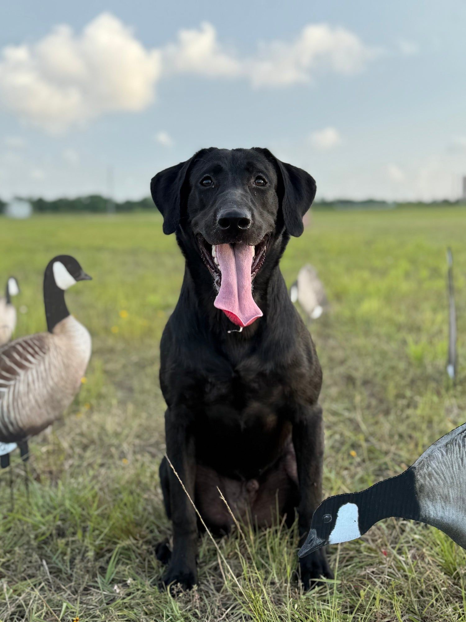 Black labrador sitting in a grassy field with geese decoys in the background, just having finished bird dog training