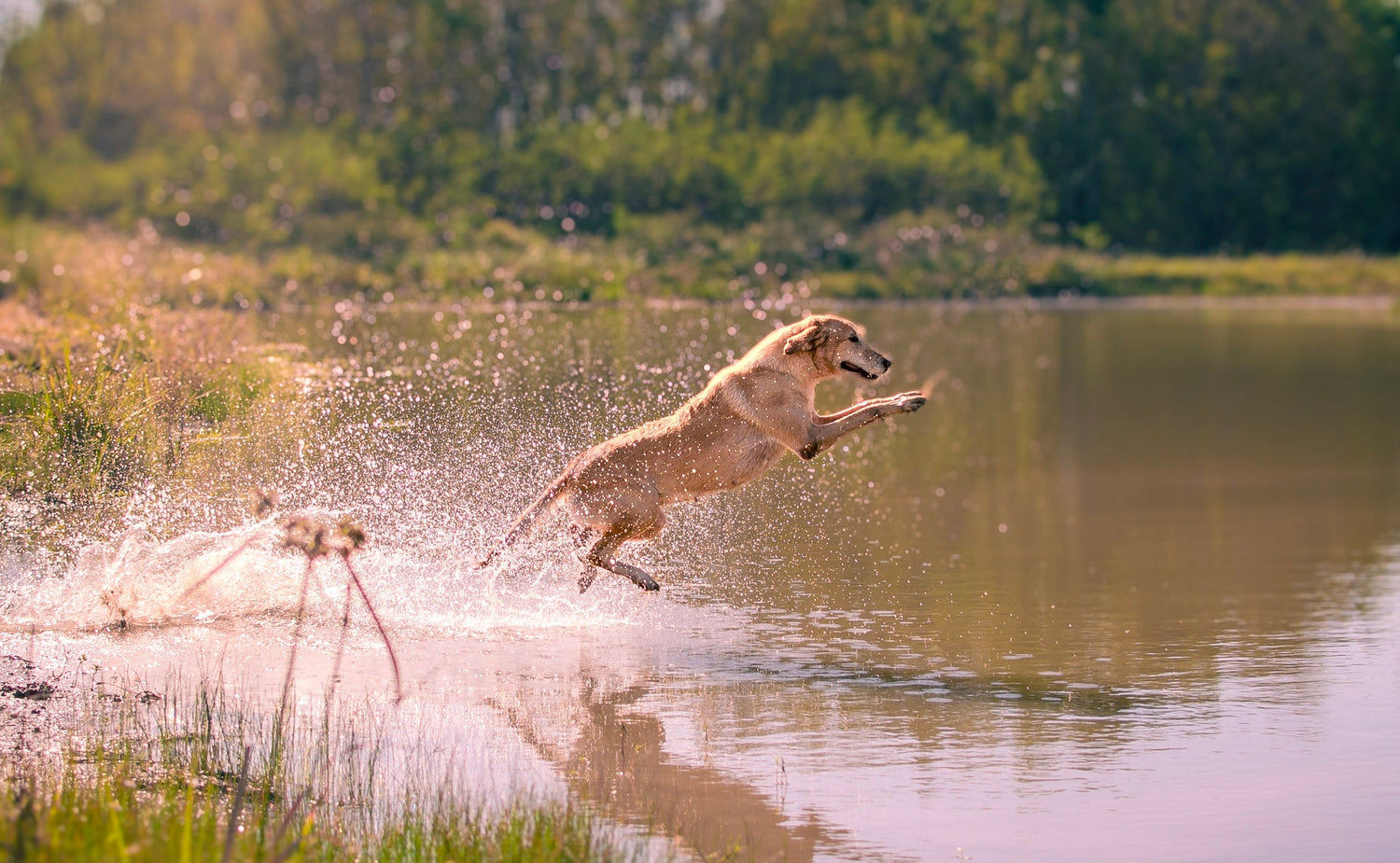 Dog working hard leaping into the pond at The Gundog Club, photo by Danielle West https://www.daniellewesthoustonphotography.com/