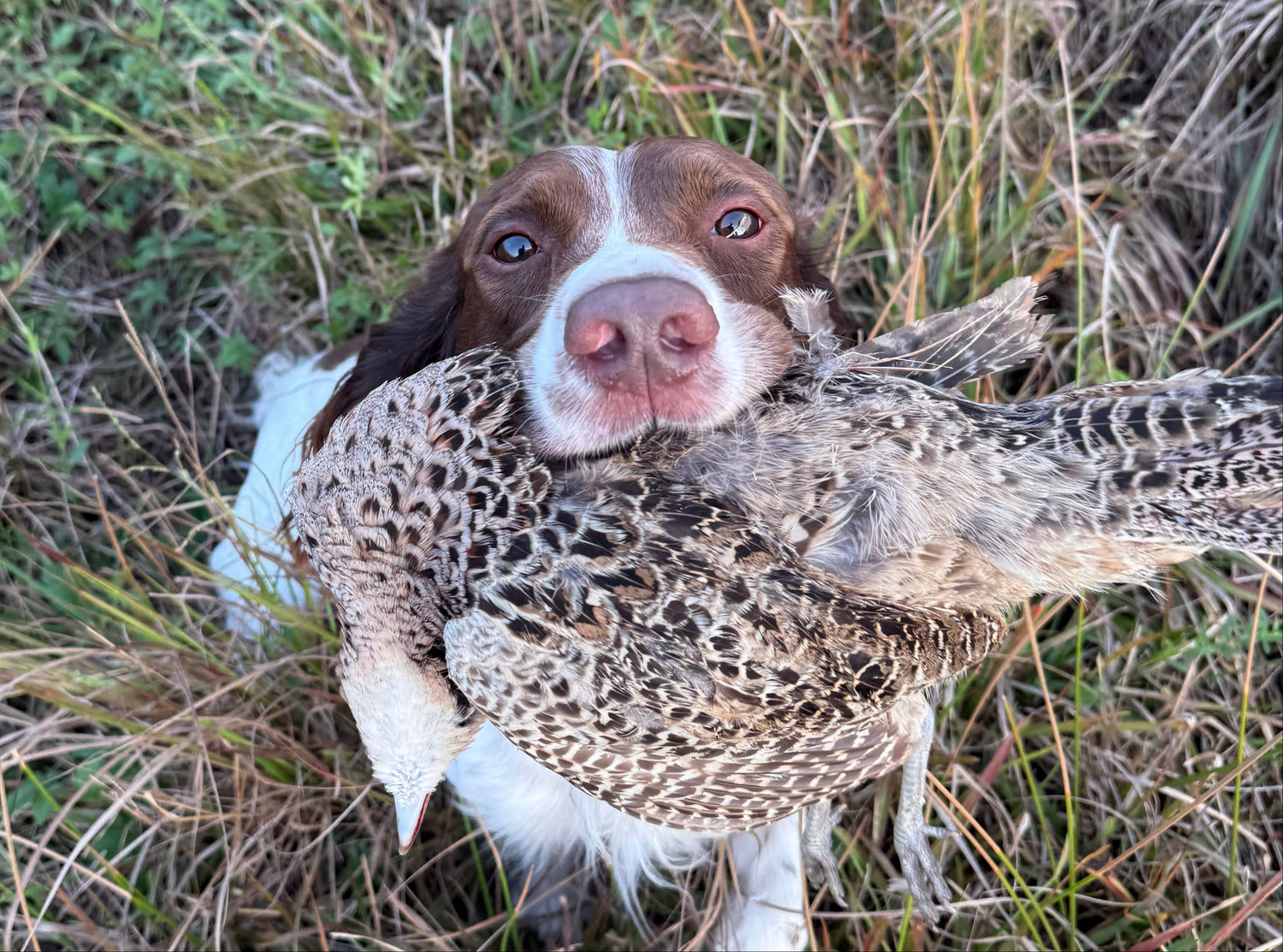 Springer spaniel holding a pheasant in its mouth