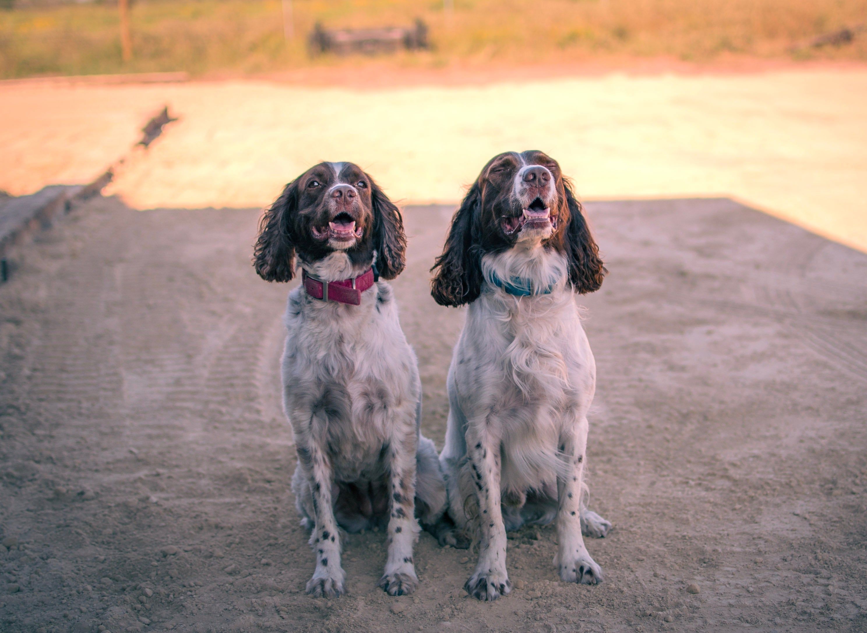 Two dogs sitting on a dirt path with a blurred natural background, Danielle West Photography
https://www.daniellewesthoustonphotography.com/