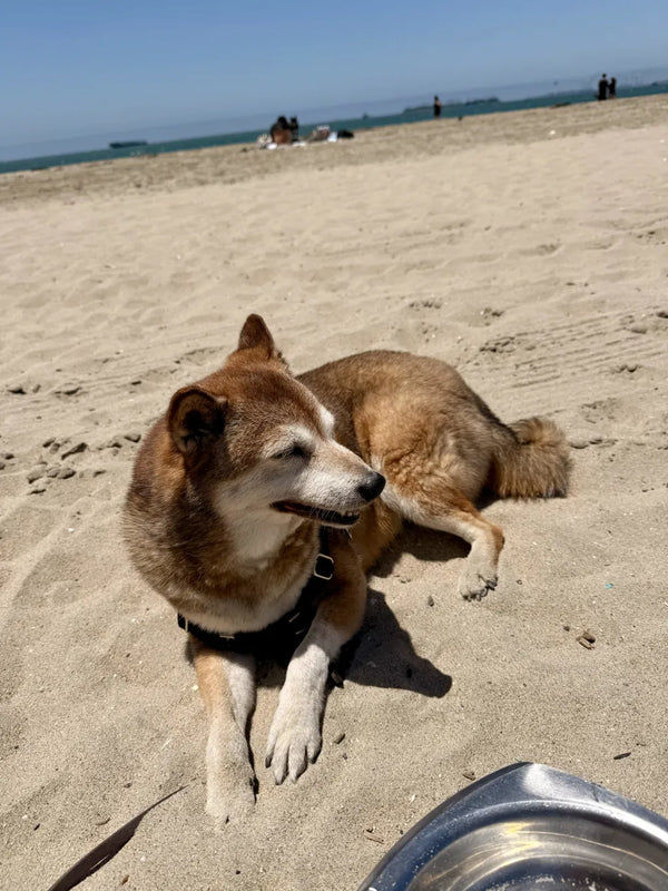 Akiko R.