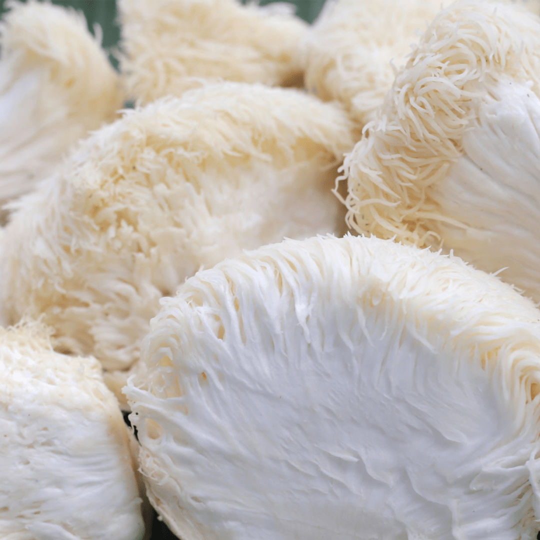 Lion's Mane