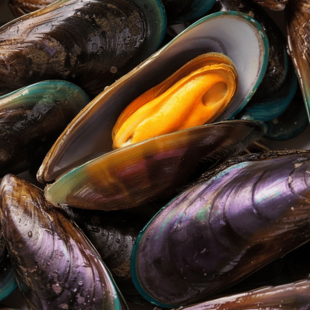 NZ Green Lipped Mussel