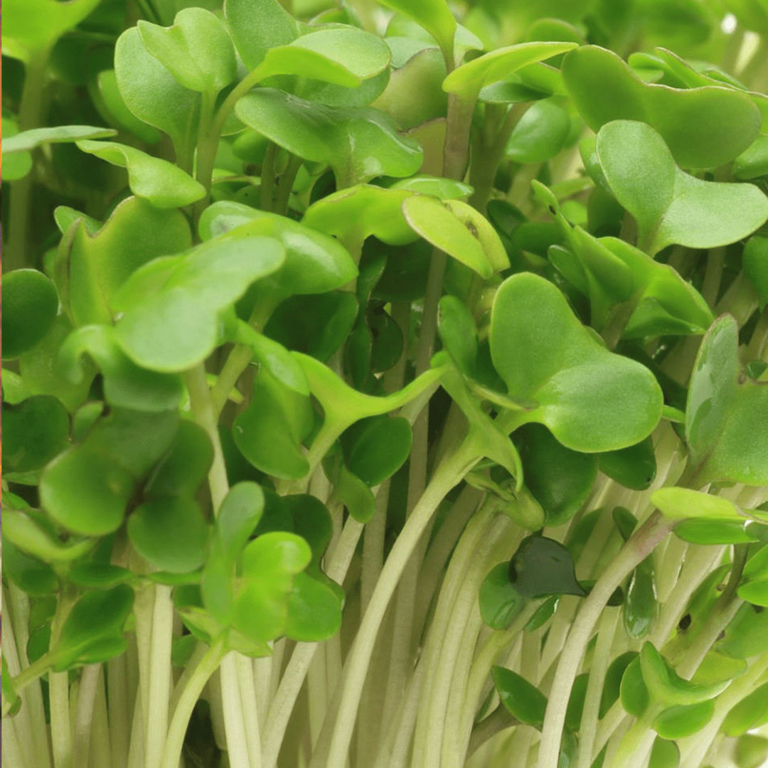 Broccoli Sprout