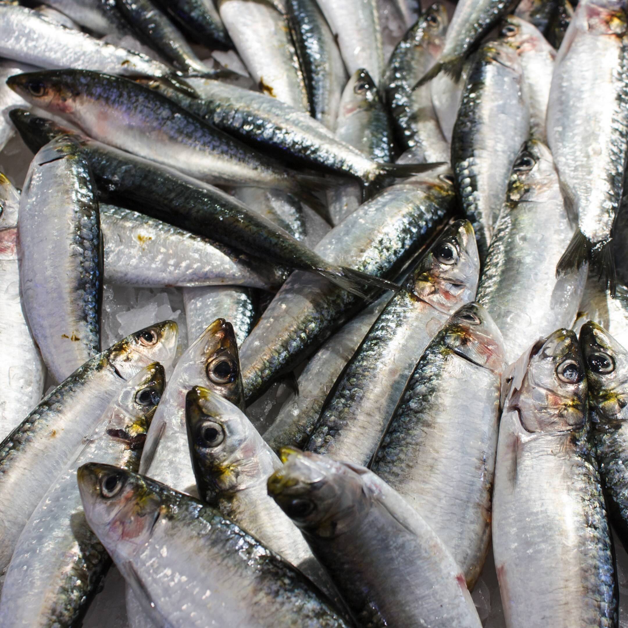 Wild Caught Fish