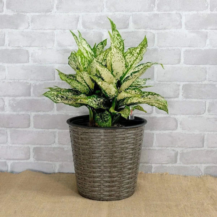 2-Pack Catleza Self-watering Wicker Decor Planter for Indoor and Outdoor - Round Gray -DTYStore