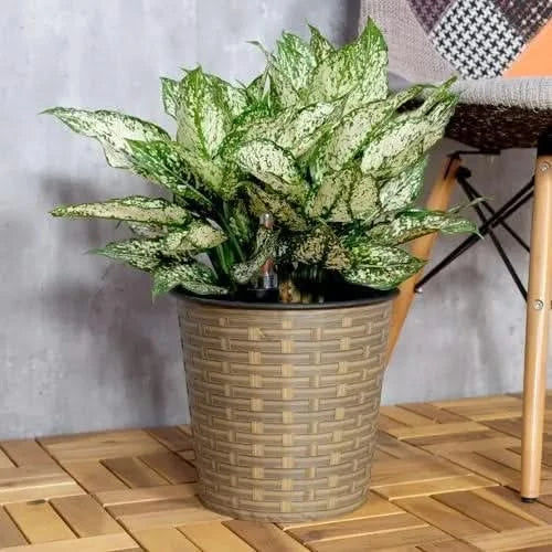 Catleza 13.4" Self-watering Wicker Decor Planter for Indoor and Outdoor - Round - Natural -DTYStore