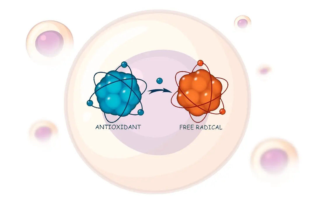 does glutathione neutralize free radicals Glutathione Is An Antioxidant