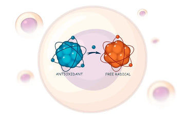 Glutathione is an antioxidant: How It Protects Against Free Radicals