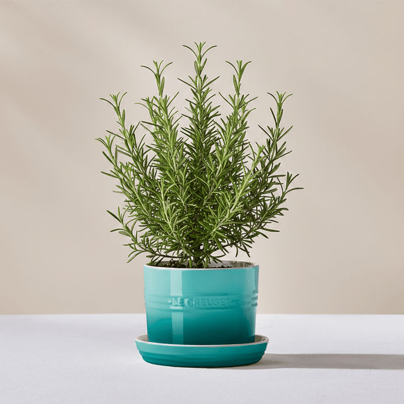 Le Creuset Le Creuset Stoneware Herb Planter